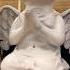 ANGELS DEVILS Shorts Angel Devil Zombiesurvival Halloween Halloweendecor Angels Devils