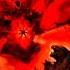 Godzilla Vs Destoroyah Godzilla Edit Fyp Monsterverse Kaiju Destoroyah