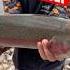 Kid Catches Giant Rainbow Trout Troutfishing Trout Fish Rainbowtrout Viral Fishing