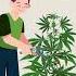 Pruning Cannabis