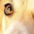 Music To Make My Dog Stop Barking Quiet Time 963Hz