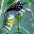 Transformation Of Pupa Into Butterfly