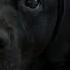 DOGGIE PLAY DATE Watch My Dogs Reaction When I Tell Her We Re Going To Her Friends House
