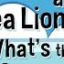 Seals And Sea Lions What S The Difference