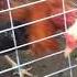 My Brothers Gamefowl First Fighting At A Hen Not Spar