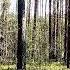 THE HEALING EFFECT OF BIRDS SINGING IN THE FOREST WILL HELP THE HEART AND NERVOUS SYSTEM