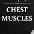 Мышцы груди Chest Muscles