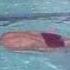 Swimming Drill Body Position