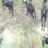 बकर प लन Goat Farming Sheli Bakri Shorts Viral Trending