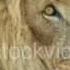 Adult Brown Male Lion 2 20sec 137M Wildlife HD Stock VIDEO Footage