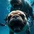 Poor Pug Thrown From Plane Rescued By Brave Sea Lion Heartwarming Animal Rescue Story