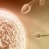 How To Fertilize Eggs