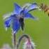 This Edible Flower Tastes Like Cucumber Shorts Kitchengarden