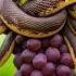 Snake Sound Effect Snake Hissing Sound Snake On Grape Trees Snake Grape