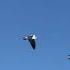 Swans Flying In The Sky Call Sounds
