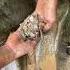 Found Fragments Of Marl Containing White Material Mixed With Gold Grains