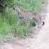 Leopard On Patrol At Chitwa Sabi Sands South Africa