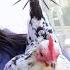 Handling Bully Chickens Bawk Tawk Podcast