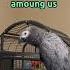 Giz Is Over Our Shenanigans He S A Grumpy Boy Now Talkingparrot Funnybirds Shorts