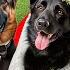 Our Dog Gets MARRIED Disaster