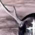 Sail DevilDriver Audio Only