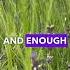 Caring For Lavender Plant