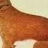 Vashti Bunyan Here Before Official Instrumental FLAC AUDIO