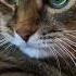 Сквозь стены Cat кот юмор котушка приколы цитаты шутки