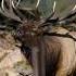 He Tried To Bugle But The Herd Bull Had To Show Him How It S Done