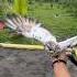 Merpati Tinggian Temanggung Guys Merpati Shorts Pigeon Birds