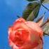 Wonderful Flowers Beautiful Colourful Creations Of Allah Gharay Bairay Vlog Shorts
