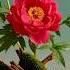 Amazing Flowers Song Hindisong Movie Flowers Beatifulnature Beautifulflowers Love