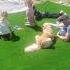 собрание блогер блог Music Cat Pets собака милота музыка кошка смешныеистории дача лайк