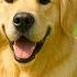 24 Hours Of Dog TV Calming Sleep Music For Dogs Soothing Music For Dogs With Separation Anxiety