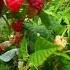 Raspberry МАЛИНА САДОВАЯ Garden малина ягода огород сад
