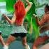 KPOP DANCE COVER FRANCE KATSEYE 캣츠아이 Gnarly 커버댄스 Dance Cover By RISIN
