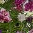 VANDA ORCHIDS HAVEN WHAT A BEAUTIFUL SIGHT Mikel Awitan Vandaorchid Orchid Orchidslover Vanda
