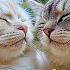 Peaceful Music For Cat Instantly Calm Your Energetic Cat Music That Cats Like Relax Your Cat