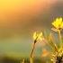 BEAUTIFUL MORNING MUSIC Wake Up With Smiles Serenity Morning Meditation Music For Relaxation