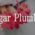 Reece Taylor Sugar Plumbin Ncsrelease