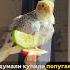 Свист Кореллы поющий и говорящий попугай попугай корелла Birds птицы Corella животные