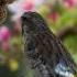 Blackhtroat Canary Singing E4 Birdsinging Canary Finch