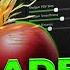 NEW Blade Ball Script NO KEY Auto Block Auto Parry More Mobile And PC Script 2025