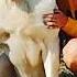 Davran Son Of Maturhan Legenda SAO Alabai TopBigDogs