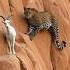 Leopard Vs Goat Climbing Showdown On The Edge Shorts