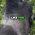 GSP S Wild Encounter With A Silverback Gorilla Ufcnews Mmanews Espnmma