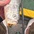 Kanama Smart Bait Revive Dead Bait Fish