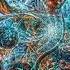 OWN OMNIPRESENCE The Common Paths Of Anger FULL EP Technical Deathcore Aliencore