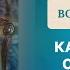 Как сохранять спокойствие практические советы Дэнис Реннер отвечает на вопросы