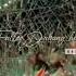 Kafirana Lyrics Viralshorts Viral Kafirana Lyrics Status By Hamna HK World